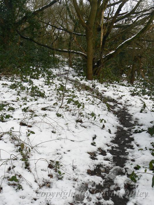 Undergrowth, Winter, Hampstead Heath P1070462.JPG